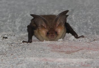 Basiscursus vleermuizen 